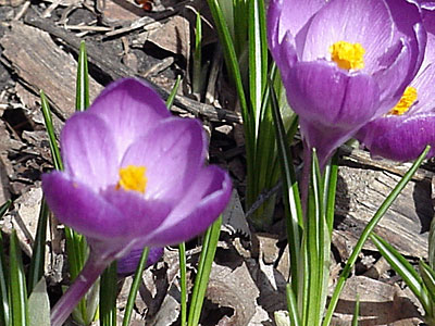 Crocus