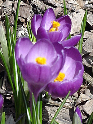 Crocus