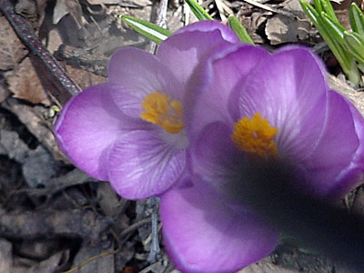 Crocus