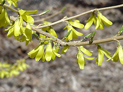 Forsythia