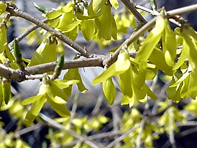 Forsythia