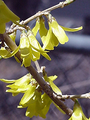 Forsythia