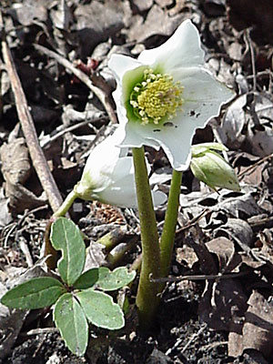 Helleborus