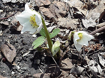 Helleborus