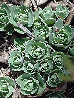 'Autumn Joy' Sedum