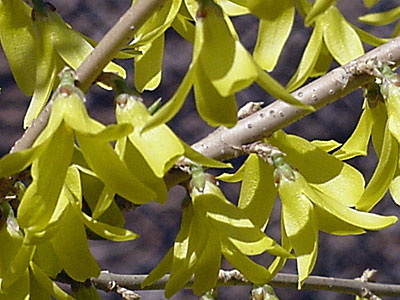 Forsythia