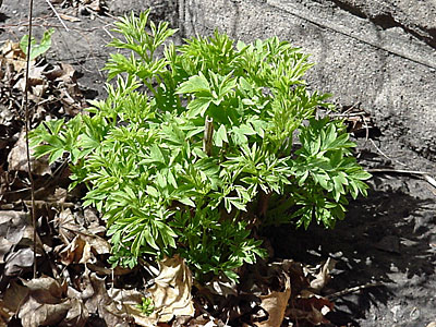 Bleeding Heart (White)