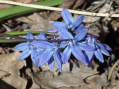 Scilla