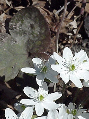 Hepatica