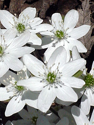 Hepatica