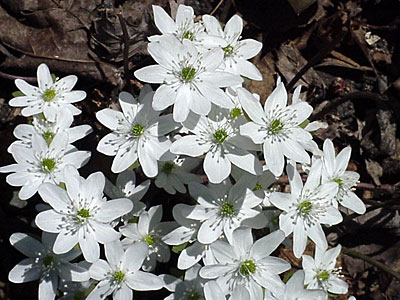 Hepatica