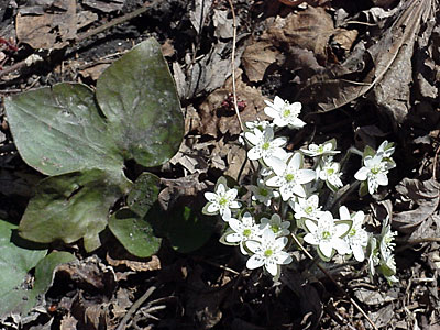 Hepatica