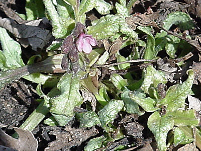 Pulmonaria