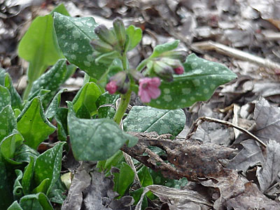 Pulmonaria