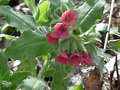 Pulmonaria