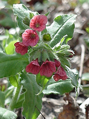 Pulmonaria