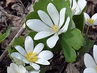 Bloodroot