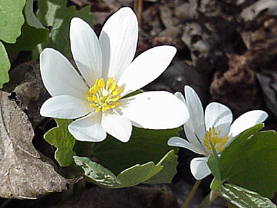 Bloodroot