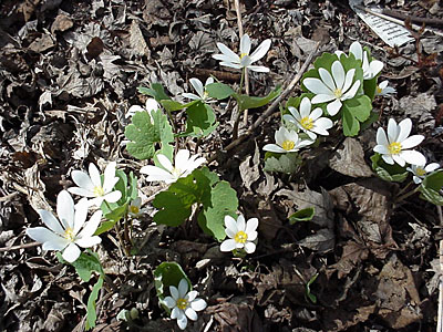 Bloodroot