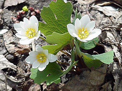 Bloodroot