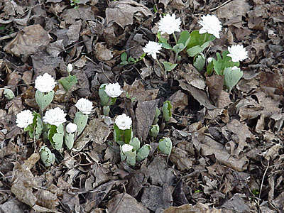 Bloodroot (Double)