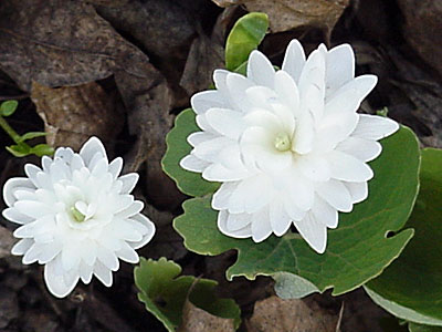 Bloodroot (Double)