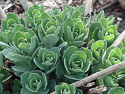 'Autumn Joy' Sedum