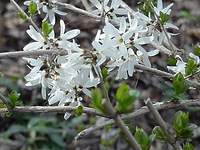 Forsythia (White)