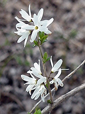 Forsythia (White)