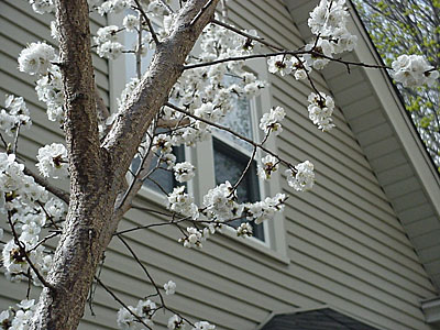 'Sungold' Apricot