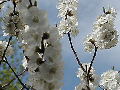 'Sungold' Apricot