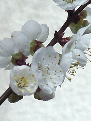 'Sungold' Apricot