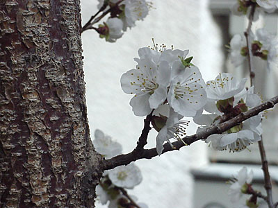 'Sungold' Apricot