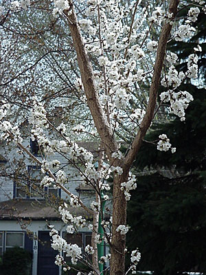 'Sungold' Apricot