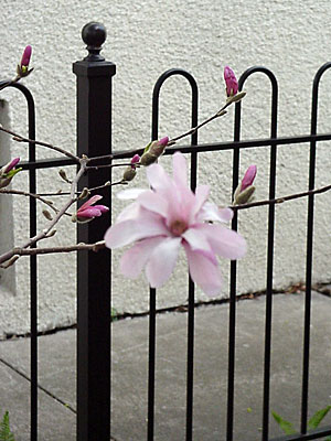 'Leonard Messel' Magnolia