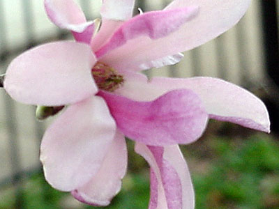 'Leonard Messel' Magnolia