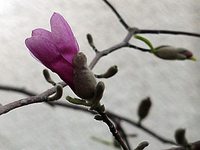 'Leonard Messel' Magnolia