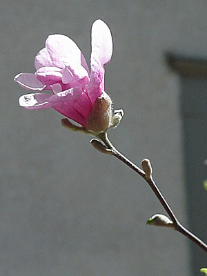 'Leonard Messel' Magnolia