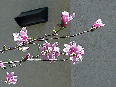 'Leonard Messel' Magnolia