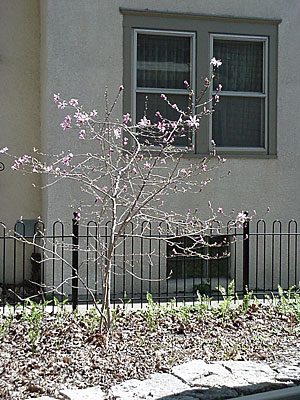 'Leonard Messel' Magnolia