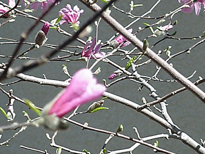 'Leonard Messel' Magnolia