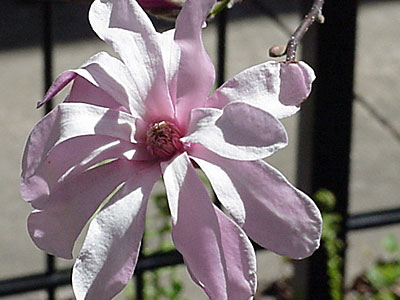 'Leonard Messel' Magnolia