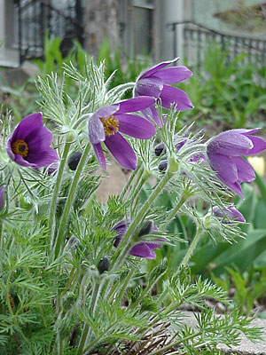 Pasque Flower (Pulsatilla vulgaris) 