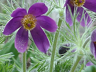 Pasque Flower (Pulsatilla vulgaris) 