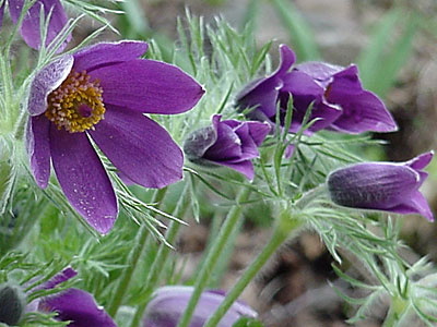 Pasque Flower (Pulsatilla vulgaris) 