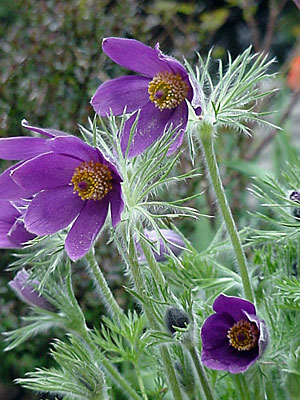 Pasque Flower (Pulsatilla vulgaris) 