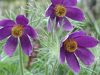 Pasque Flower (Pulsatilla vulgaris) 