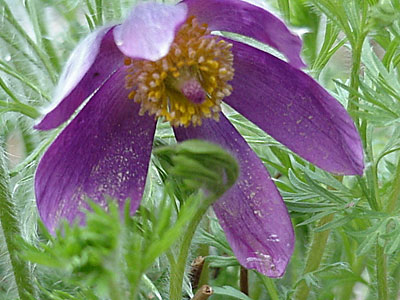 Pasque Flower (Pulsatilla vulgaris) 