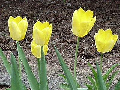 Tulip (Tulipa 'Big Smile')