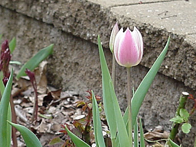 Tulip (Tulipa '?')